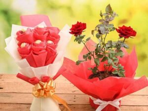 Share Love with Rose Plant and Chocolate Bouquet
