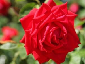Gladiator Red Rose - Plant