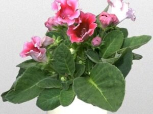Pink Gloxinia (Pink) - Plant
