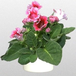 Gloxinia (Pink) - Plant