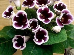 Gloxinia Purple-White - Plant