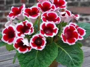 Red White Gloxinia- Plant