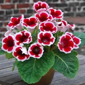 Gloxinia (Red - White) - Plant