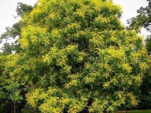Golden Rain Tree, Koelreuteria Paniculata - Plant