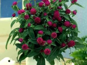 Globe Amaranth, Gomphrena - Plant