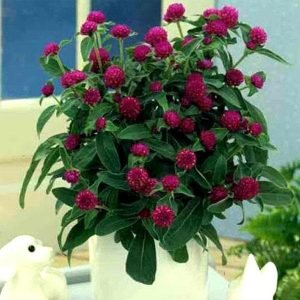 Globe Amaranth, Gomphrena - Plant