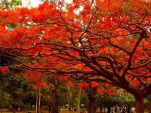 Gulmohar Tree, Delonix regia - Plant