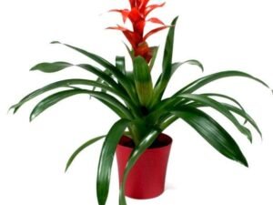 Guzmania (Any Color) - Plant