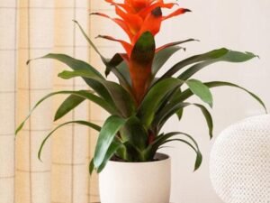 Orange Guzmania - Plant