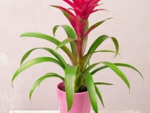 Pink Guzmania- Plant