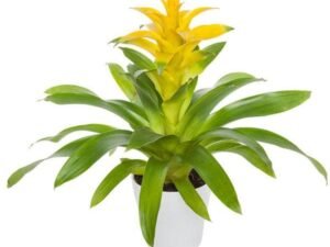 Yellow Guzmania - Plant
