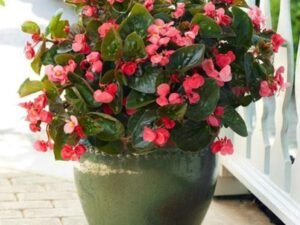 Begonia plant (Any Color) - Plant