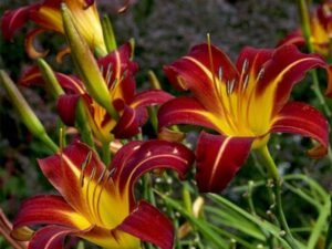 Red Hemerocallis Autumn, Day Lily (Autumn Red) - Plant