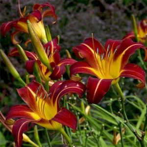 Hemerocallis Autumn Red , Day Lily (Autumn Red) - Plant