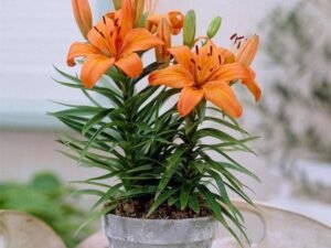 Hemerocallis Fulva Kwanso, Day Lily (Orange) - Plant