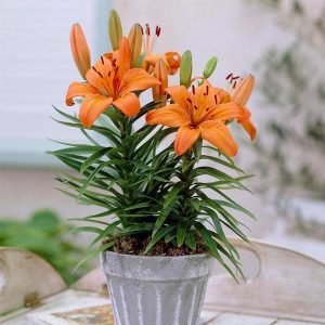 Hemerocallis Fulva Kwanso, Day Lily (Orange) - Plant