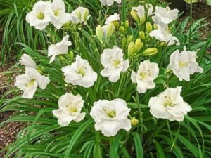Hemerocallis White, Day Lily (White) - Plant