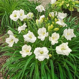Hemerocallis White, Day Lily (White) - Plant