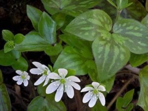 Liverleaf, Hepatica Acutiloba - Plant