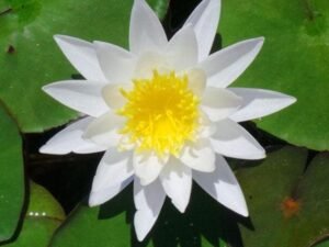 white Water Lily ( White) - Plant
