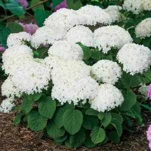 Hydrangea Arborescens, Smooth Hydrangea (White) - Plant