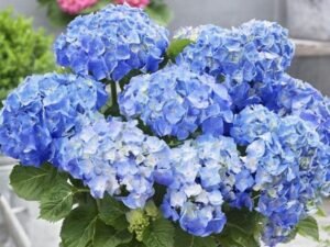 Blue Hydrangea Macrophylla - Plant