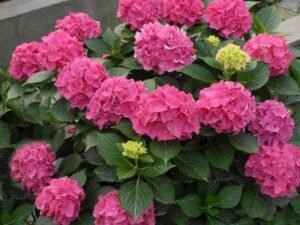 Pink Hydrangea Macrophylla - Plant