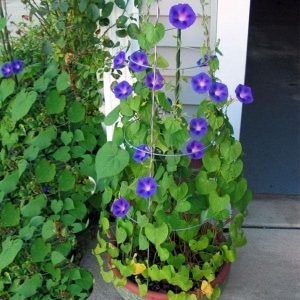 Ipomoea, Morning Glory - Plant