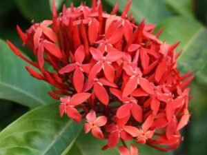 Ixora Dwarf (Red) - Plant
