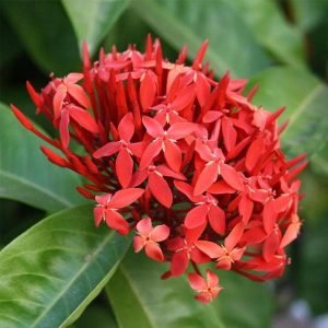 Ixora Dwarf (Red) - Plant