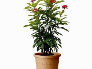 Jatropha Red - Plant