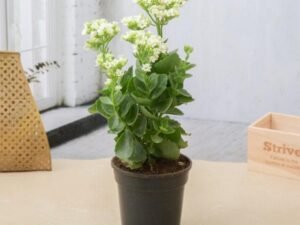 Kalanchoe (White) - Plant