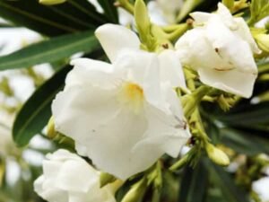 Nerium Oleander Double Petal