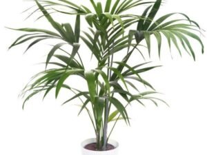 Kentia palm - Plant