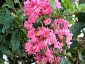 Lagerstroemia Indica, Common Crape Myrtle - Plant