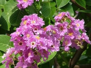Lagerstroemia Speciosa, Pride of India, Taman - Plant