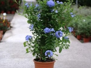 LeadWort - Plant
