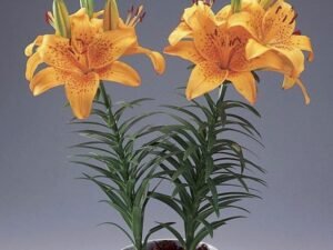 Orange Lilium Hybrid - Plant