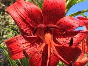 Lilium Lancifolium, Tiger lily ( Red ) - Plant