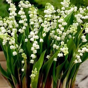 European Lily, Lily of the Valley - Plant