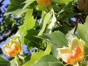Liriodendron, Tulip Tree, Tulip Poplar - Plant