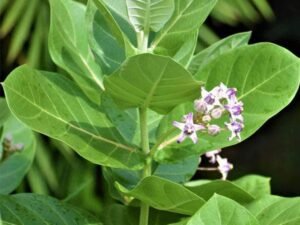 Mandar, Rui - Plant