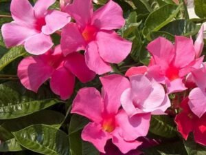 Pink Mandevilla, Mandevilla Sanderi - Plant