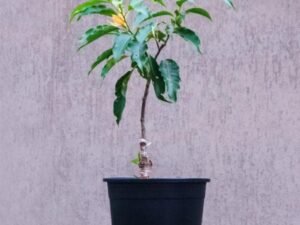 Michelia Champa, Son Champa ( Orange, Grafted ) - Plant