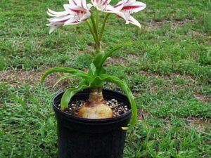 Crinum, Milk and Wine Lily - Plant