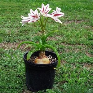 Crinum, Milk and Wine Lily - Plant