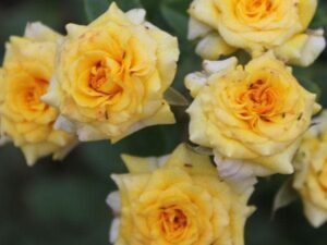 Yellow Miniature Rose, Button Rose (Yellow) - Plant
