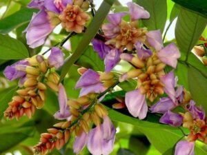 Moulmein rosewood - Plant