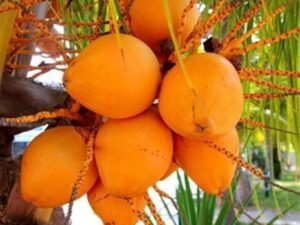 Nariyal, Coconut Tree (Golden, Hybrid) - Plant
