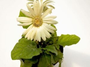 White Gerbera - Plant